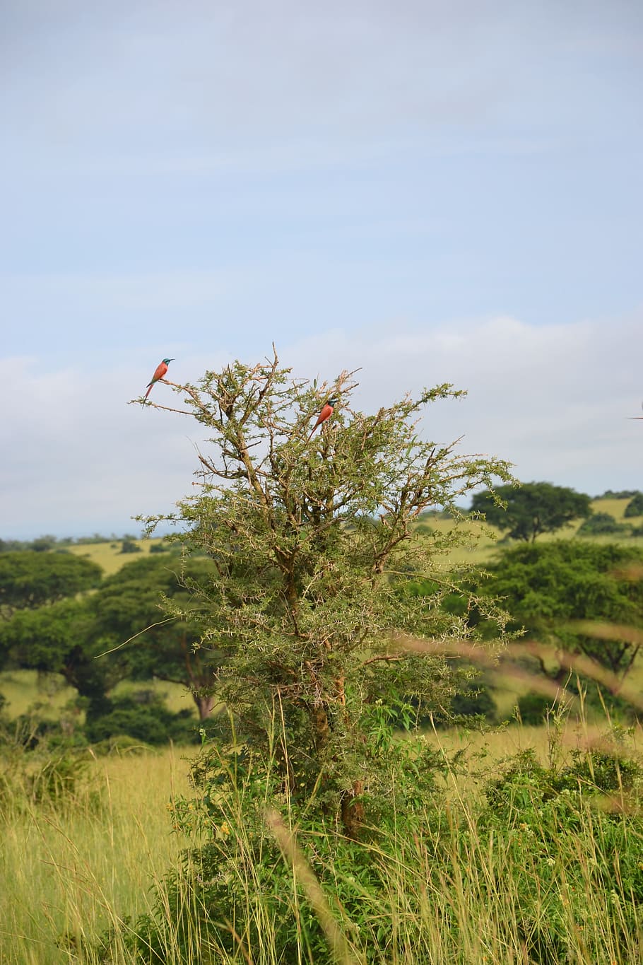 birdlife, uganda, tree, plant, sky, growth, field, beauty in nature HD wallpaper