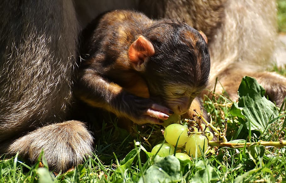 HD wallpaper: ape, baby monkey, grapes, curious, barbary ape ...