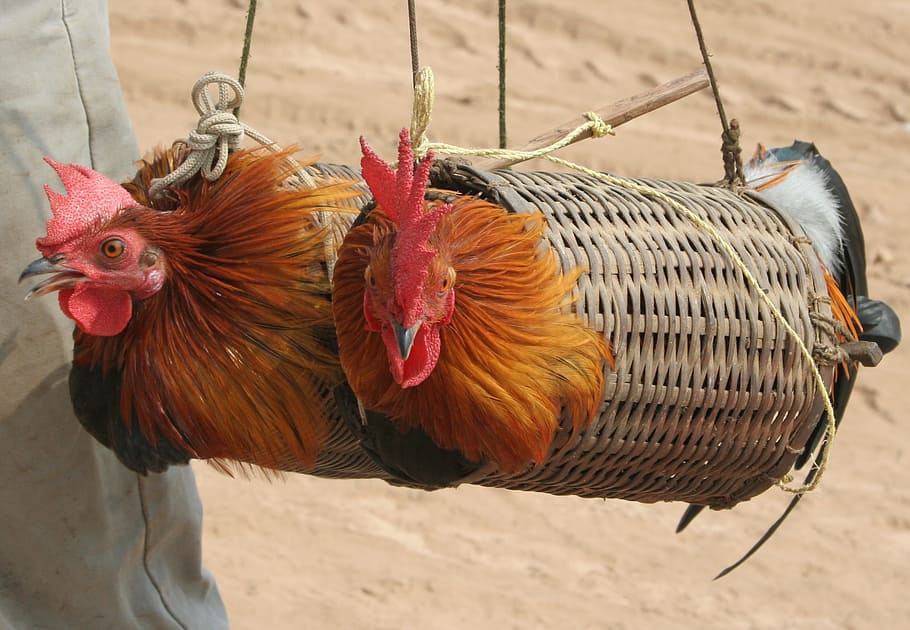 closeup photography of two orange and black roosters in wicker baskets during daytime HD wallpaper