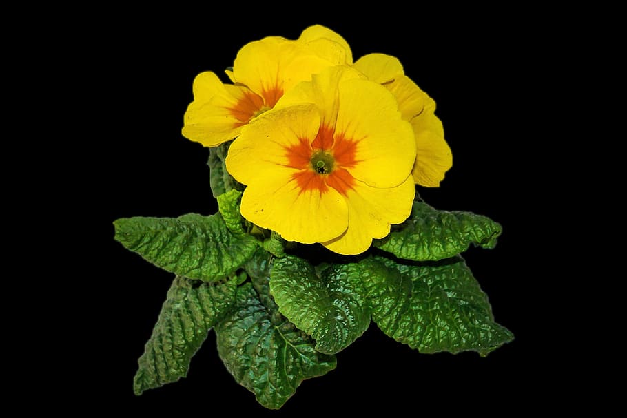 plant, primrose, flowers, leaf, spring, nature, flowering plant HD wallpaper