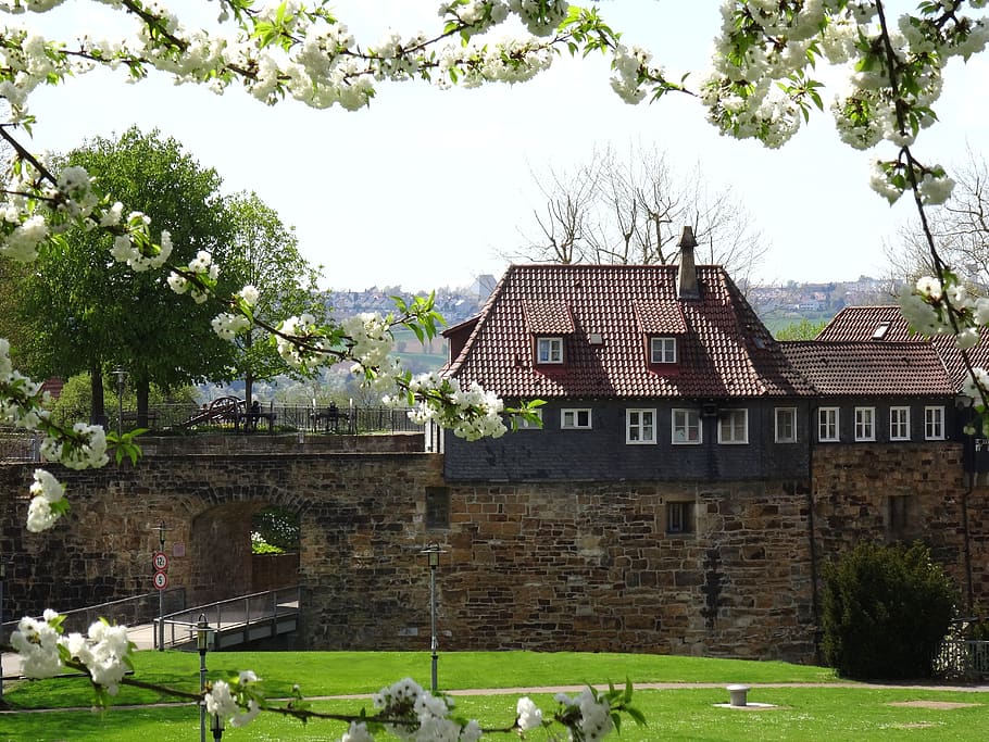 castle, esslingen, spring, bloom, flowers, tree, architecture HD wallpaper