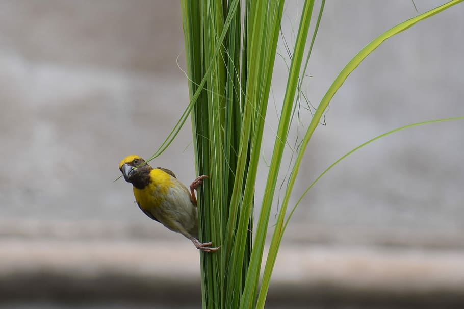 yellow bird, selective focus photography of black-masked weaver HD wallpaper