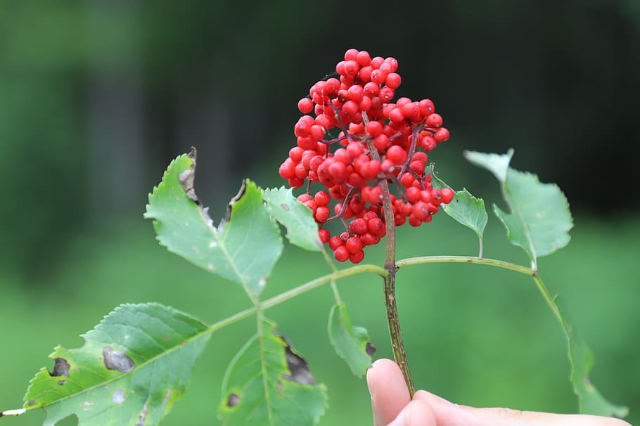 fruit, green, summer, red, plant part, leaf, growth, freshness HD wallpaper