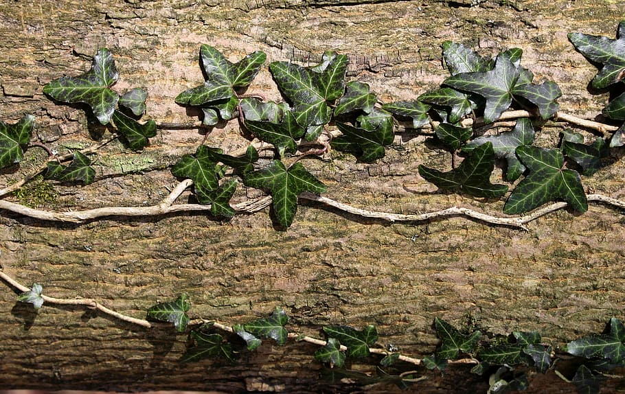 photography of green leaf plant on wooden board, ivy, creeper HD wallpaper