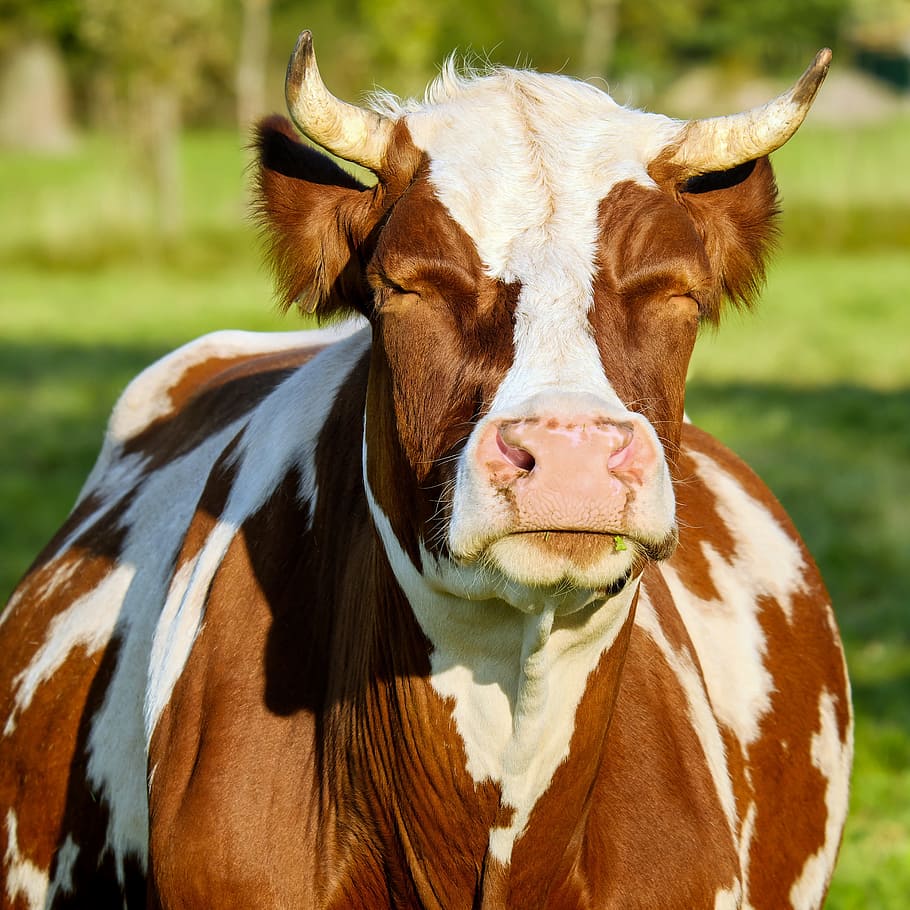 brown and white cow, brown white, spotted, fur, shiny, evening sun, HD wallpaper