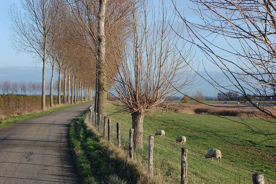 trees, road, pasture, sheep, still life, photography, blue HD wallpaper