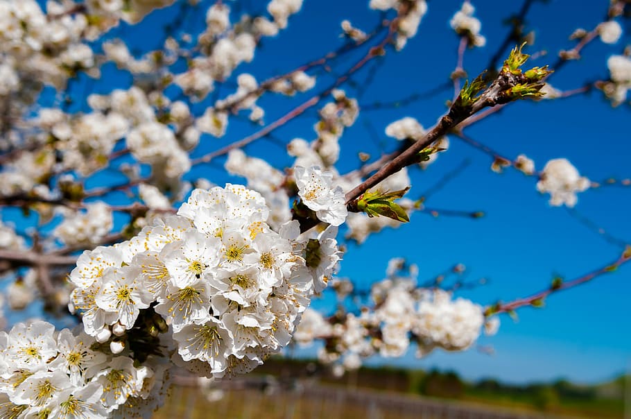 orchard, flower, spring, nature, white, tree, plant, flowering plant HD wallpaper