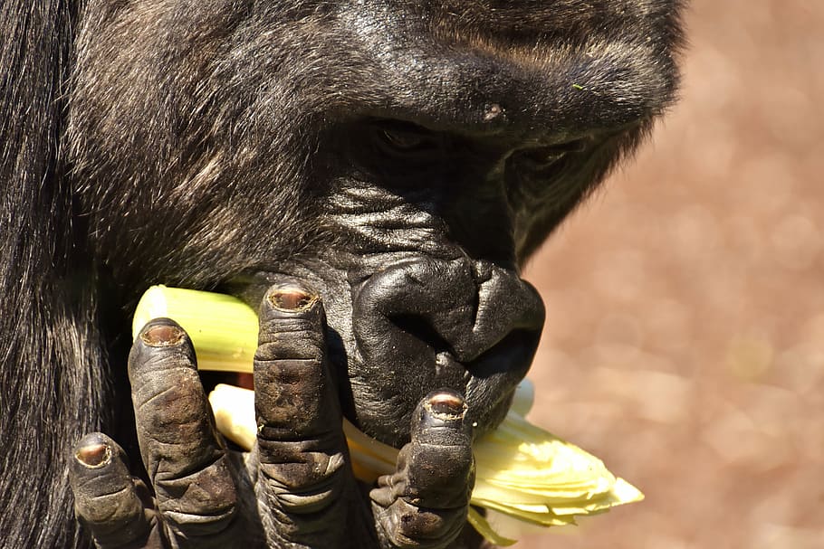 gorilla, monkey, funny, animal, zoo, furry, omnivore, wildlife photography HD wallpaper