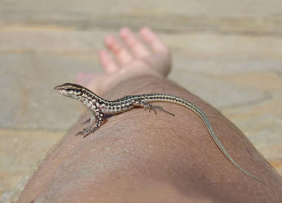 lizard, baby, arm, curious, animal, reptile, nature, wallpaper HD wallpaper