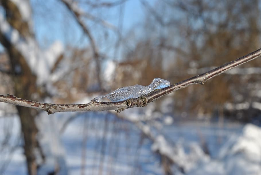 ice, frost, figures, cold temperature, winter, snow, frozen HD wallpaper