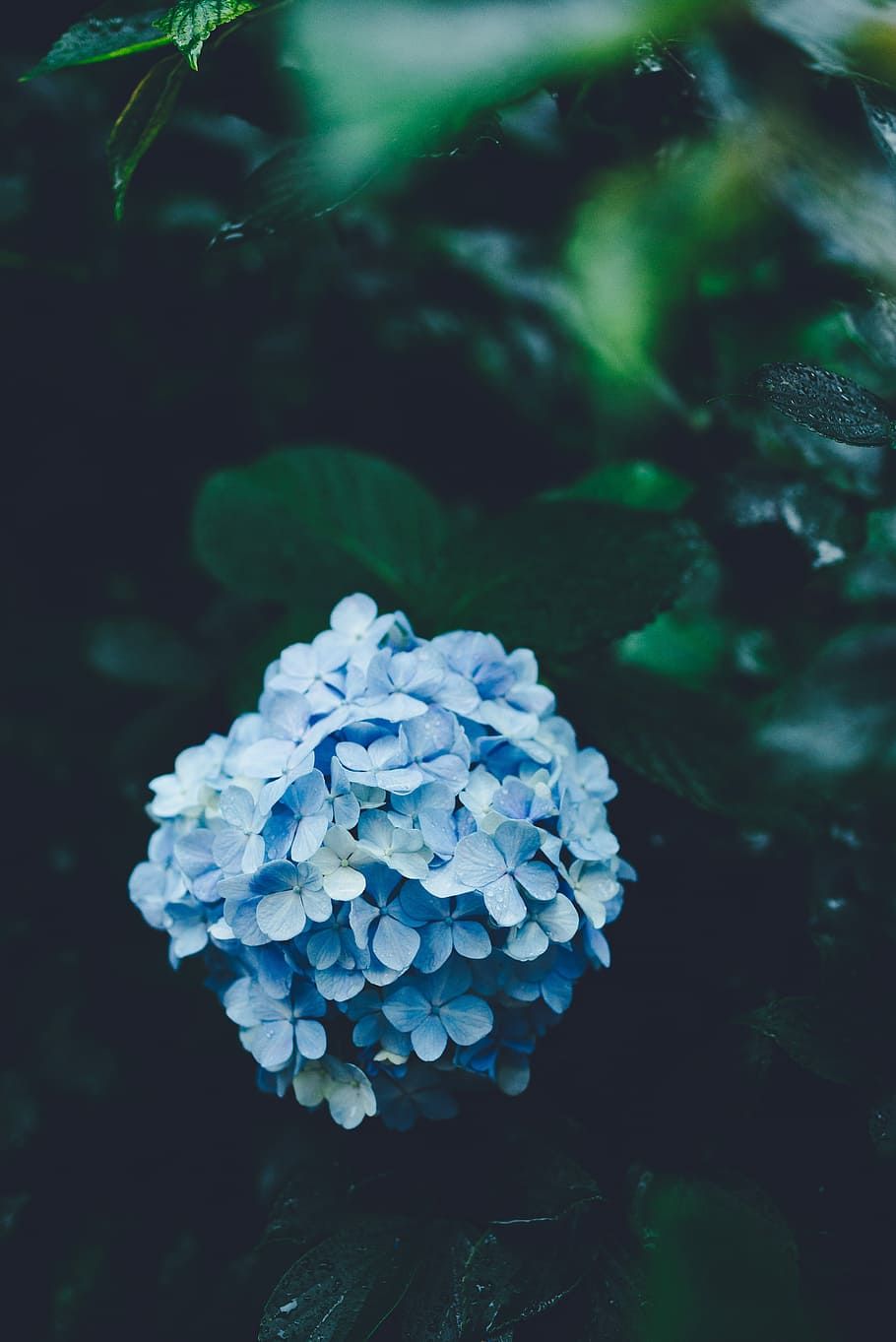 teal petaled flower with green leaves, closeup photo of blue hydrangeas in bloom HD wallpaper