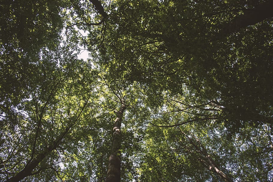 Leaves, Nature, Summer, Tree, forest, leaf, outdoors, branch HD wallpaper