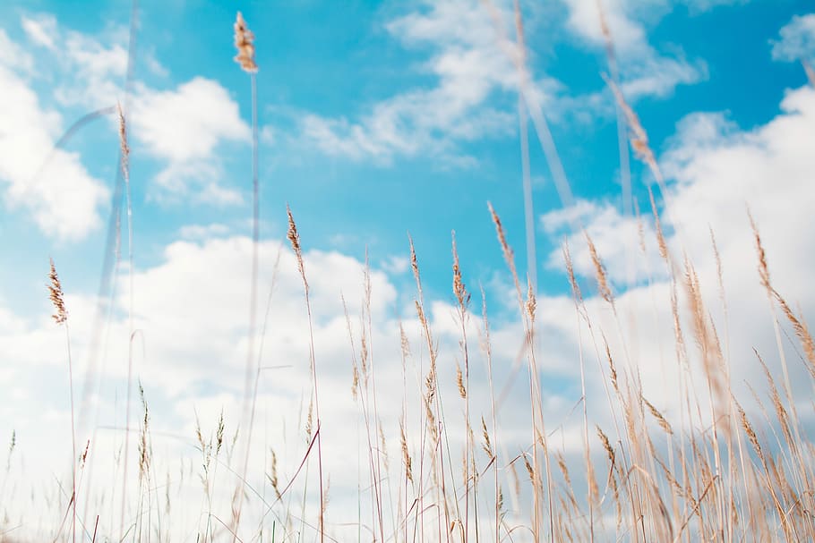 wheat field under clouds, sea of clouds worms eye, plant, crop HD wallpaper