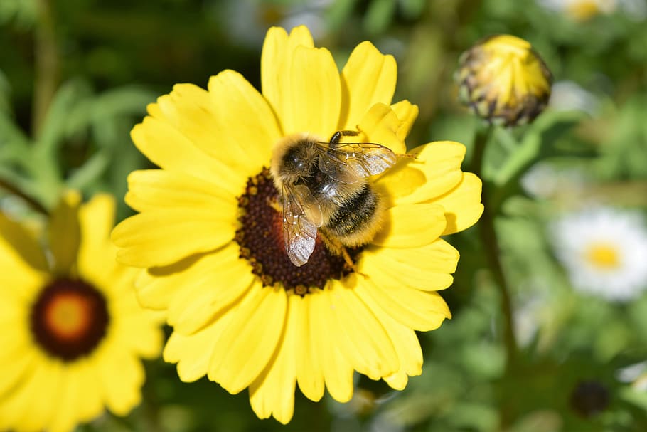 flower, bee, yellow, insect, honey, feeding, pollen, macro HD wallpaper