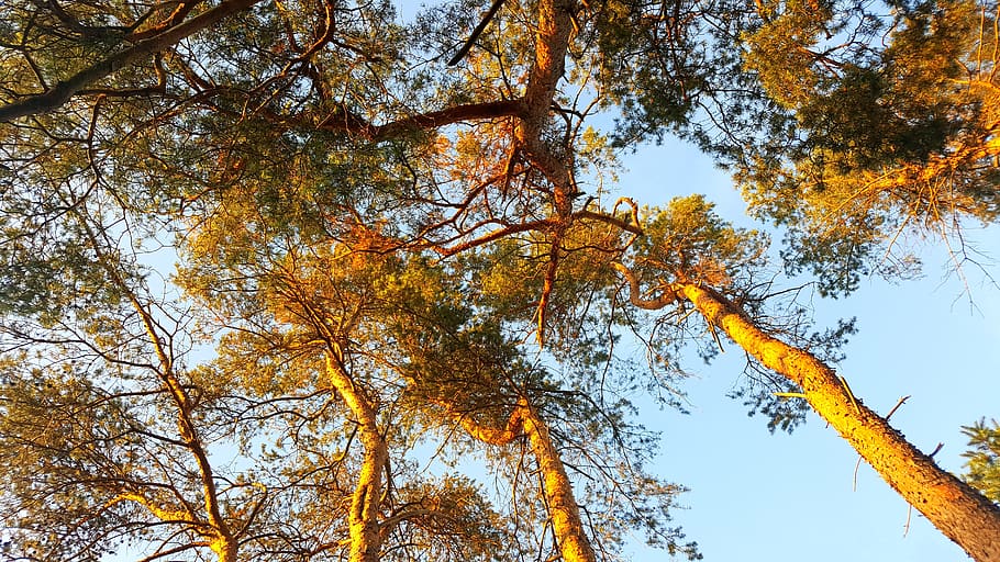 trees, sunlight, sunshine, plant, autumn, change, low angle view HD wallpaper