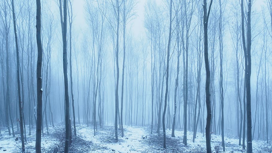 bare trees during snow at daytime, spooky, forest, fog, cold temperature HD wallpaper