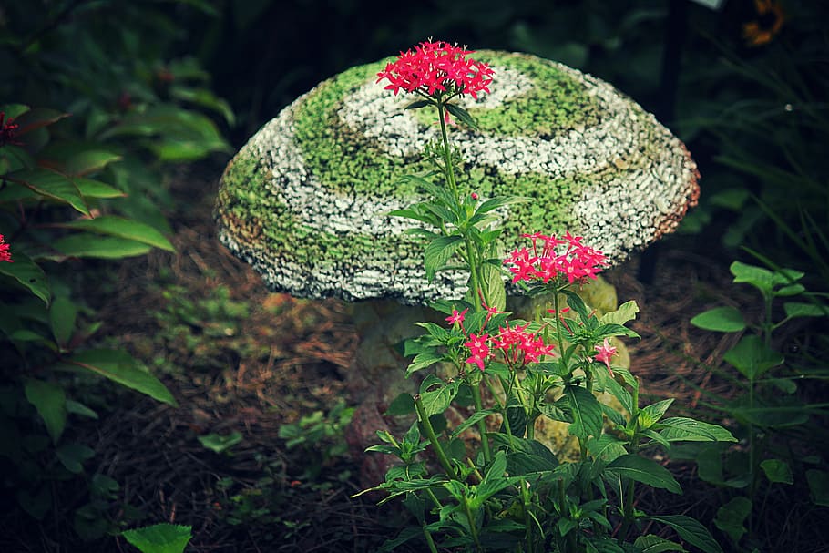 garden, mushroom, nature, forest, toadstool, plant, flower HD wallpaper