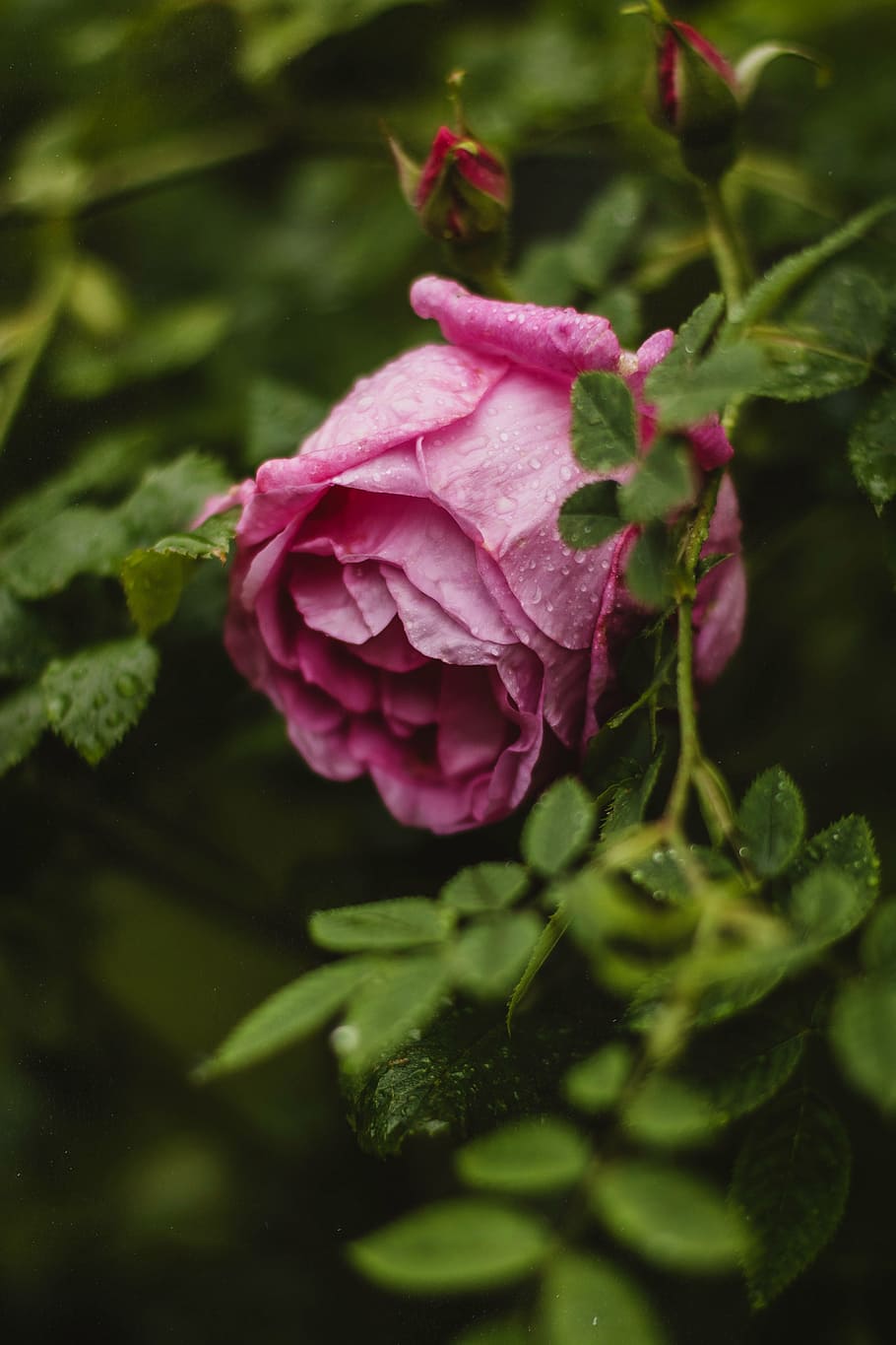 bloom, blossom, dew, flora, flower, flower buds, leaves, macro HD wallpaper