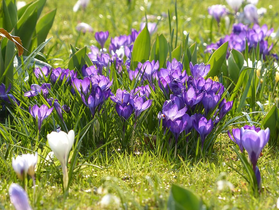 crocus, yellow, purple, violet, blue, white, bloom, blossom HD wallpaper