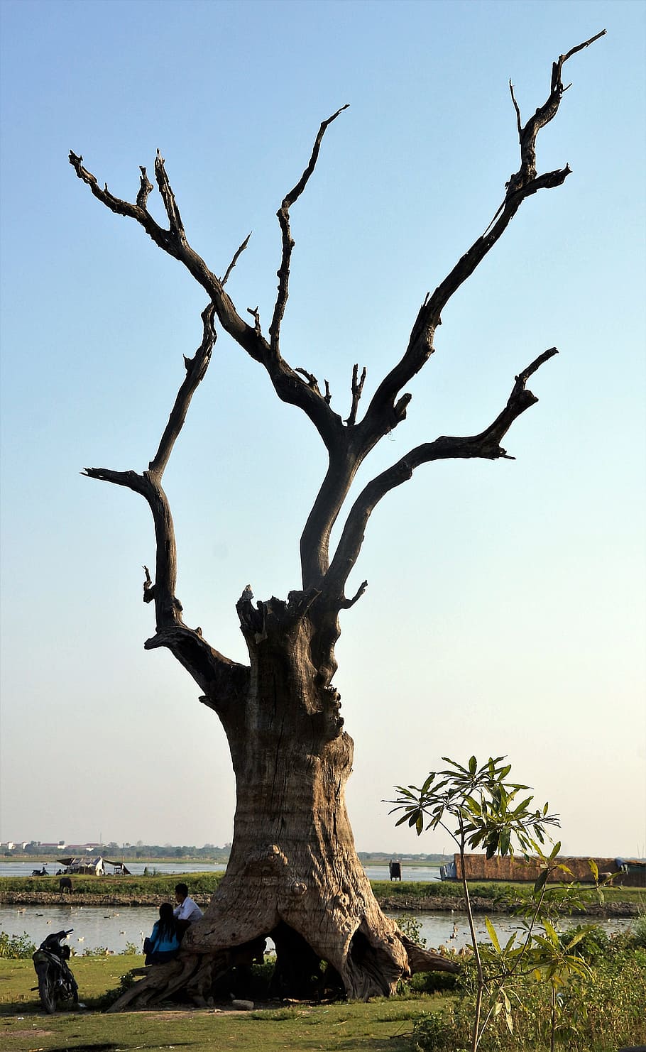 Tree, Decaying, Bridge, Mandalay, ubein, myanmar, wood, sunset HD wallpaper