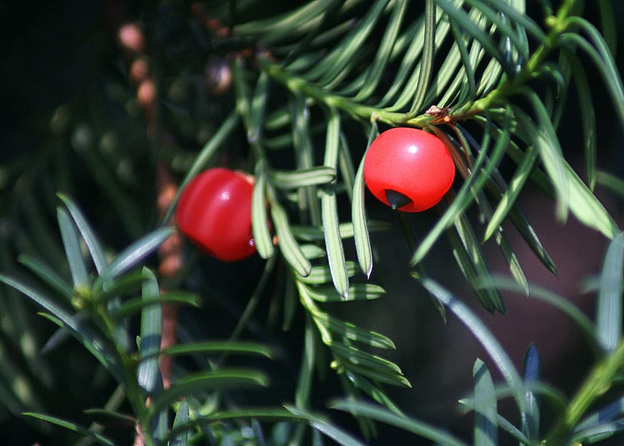 cis, fruit, red, coniferous, bush, needles, food, birds, gil HD wallpaper