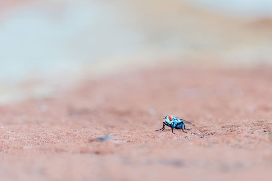 selective focus photography of blue and orange insect on ground, selective focus photography of blue fly HD wallpaper