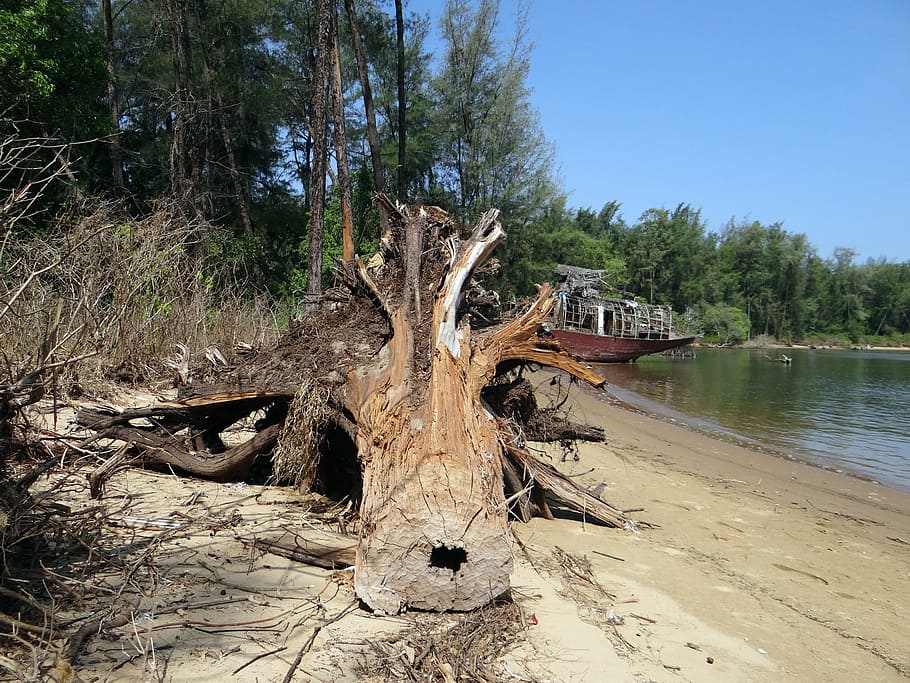 Tree Trunk, Fallen, Estuary, River, Kali, forest, karwar, india HD wallpaper