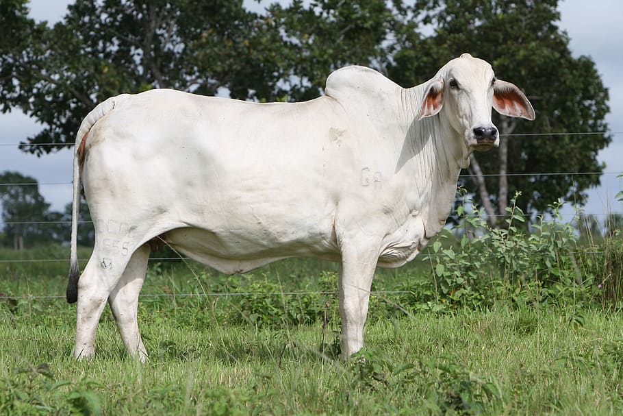 Cattle, Nellore, Cow, horse, domestic animals, livestock, one animal, HD wallpaper