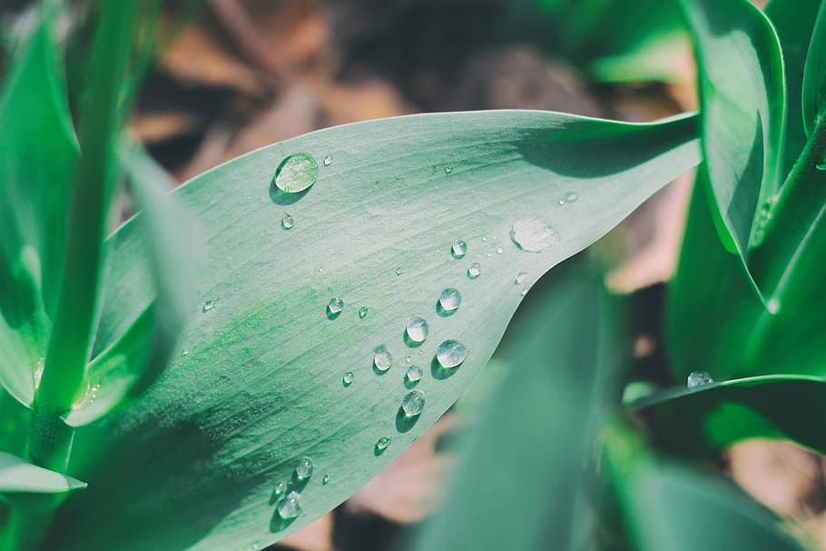 green leaves with drop of waters, nature, leaf, plant, close-up HD wallpaper