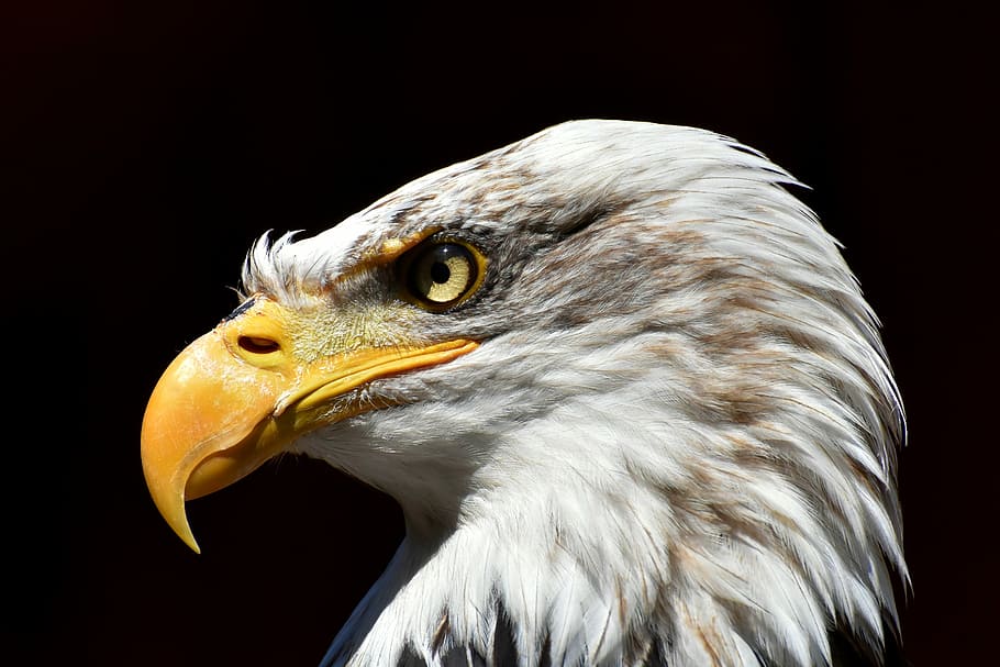 American Bald eagle, adler, bird, raptor, bird of prey, bill, HD wallpaper