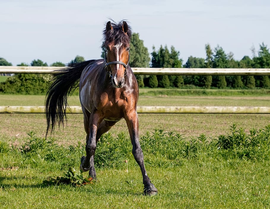 brown horse standing on ground, run, grass, paddock, animal HD wallpaper