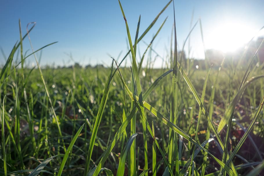 Grass, Meadow, Nature, Grasses, green, blade of grass, sun HD wallpaper
