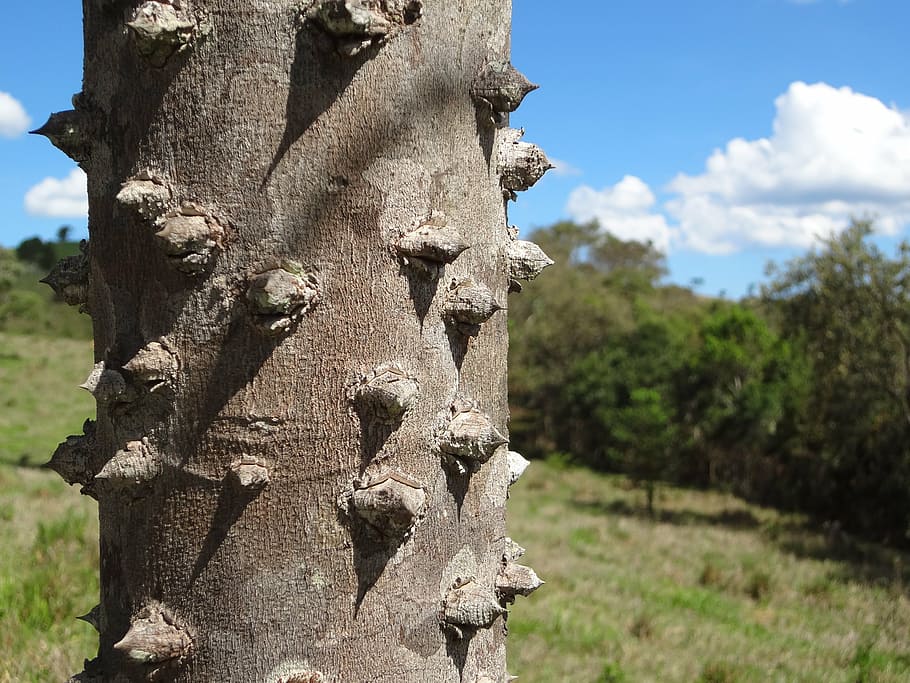 nature, trees, thorns, plant, day, sky, no people, focus on foreground HD wallpaper