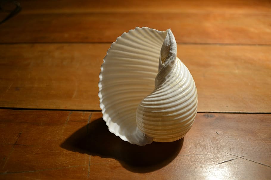 Shell, Purity, Object, Movement, indoors, wood - material, hardwood floor HD wallpaper