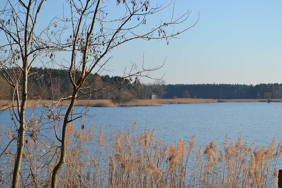 pond, reed, spring, tower, wood, shore greenhouse, water, kahl HD wallpaper