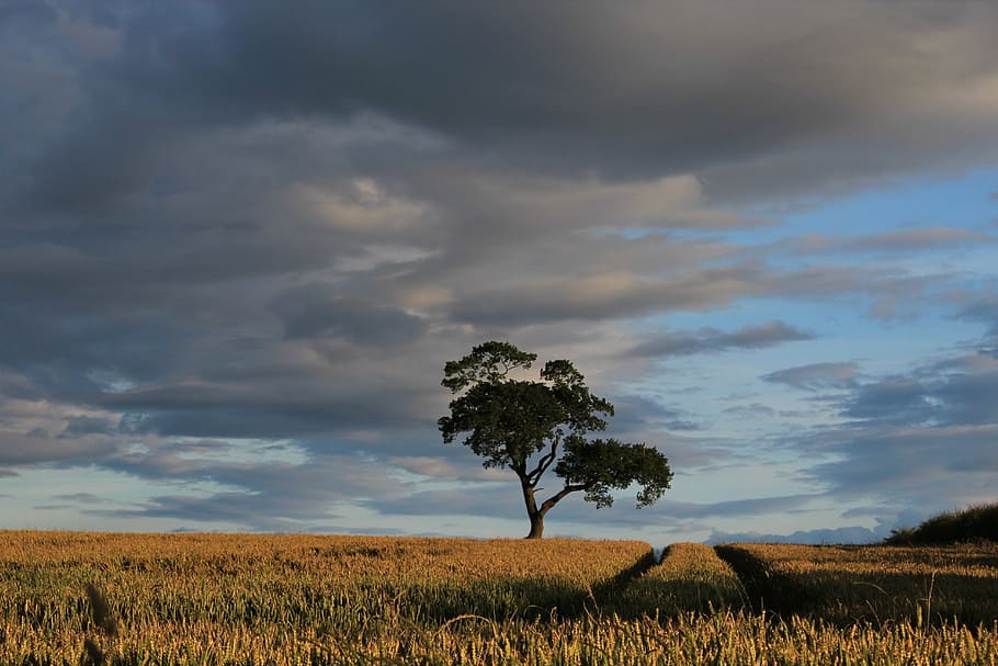 tree, field, sunset, landscape, wilderness, scenery, natural HD wallpaper