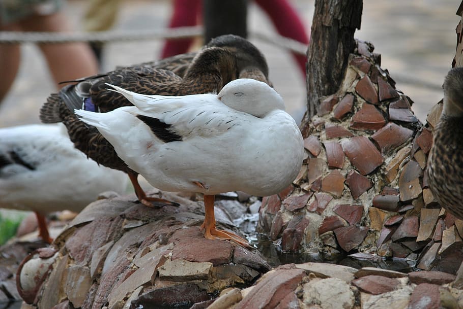 Duck, Ducks, Volatile, Macro, bird, animal themes, animal wildlife HD wallpaper