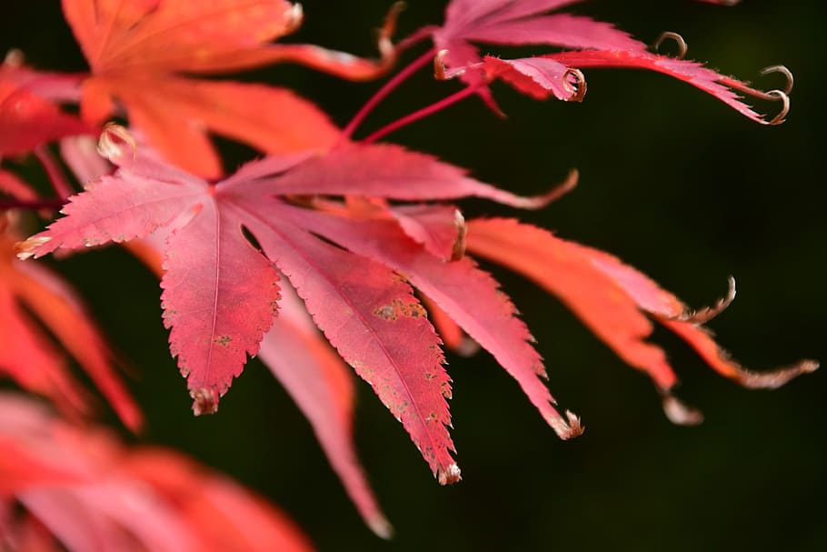 Maple, Autumn, Leaves, Nature, Leaf, red, needle leaf maple, HD wallpaper