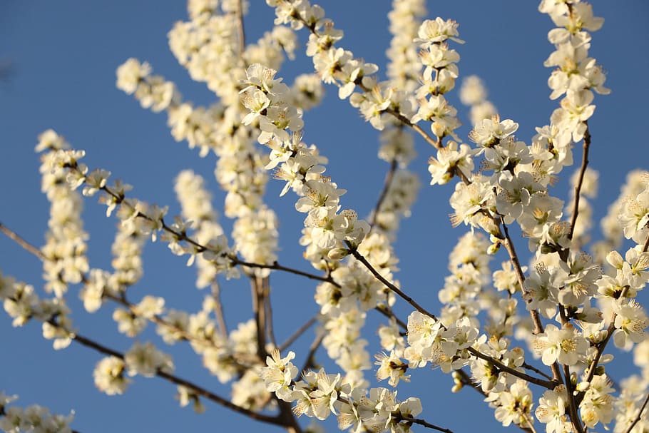spring, the year april, pear, tree, nature, springtime, branch HD wallpaper