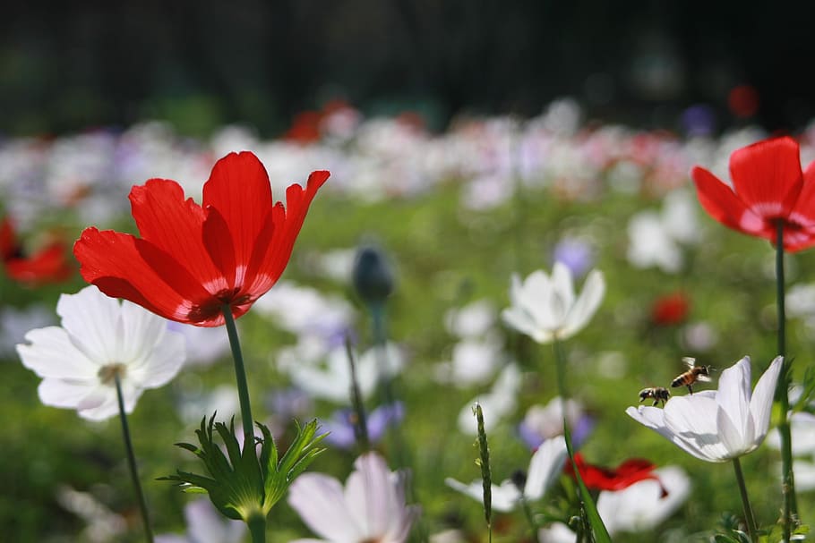 anemone, field, flowers, bloom, plants, windflower, outdoors HD wallpaper