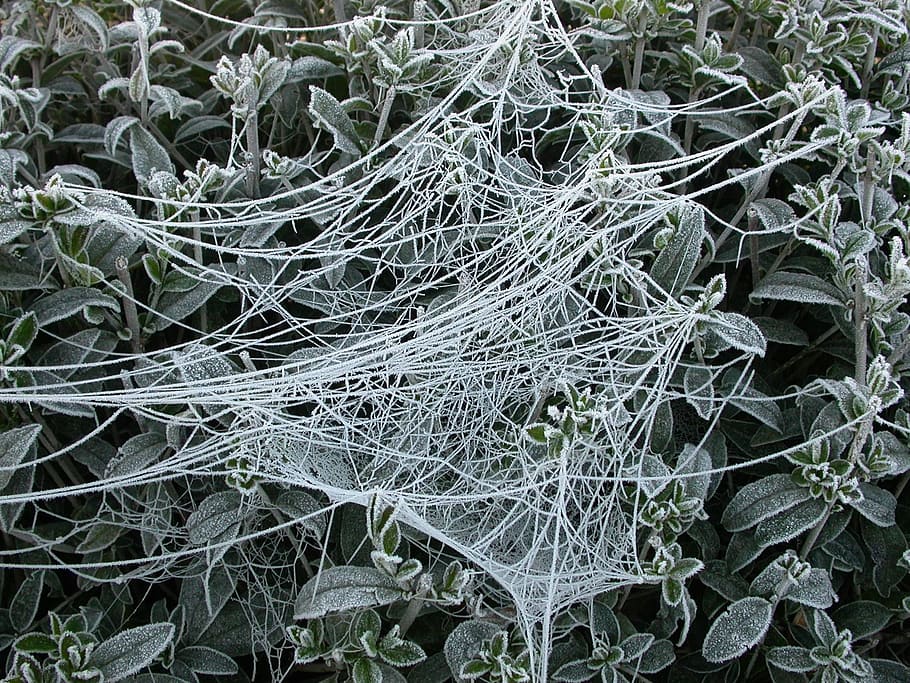 Spin, Ripe, Network, Cobweb, Frost, backgrounds, no people HD wallpaper