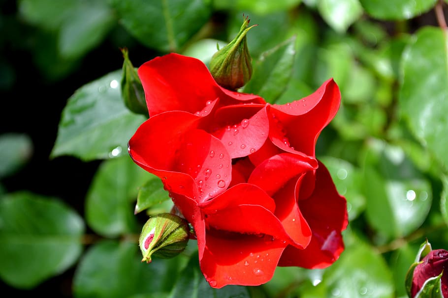red rose, flower, beauty in nature, plant, flowering plant HD wallpaper