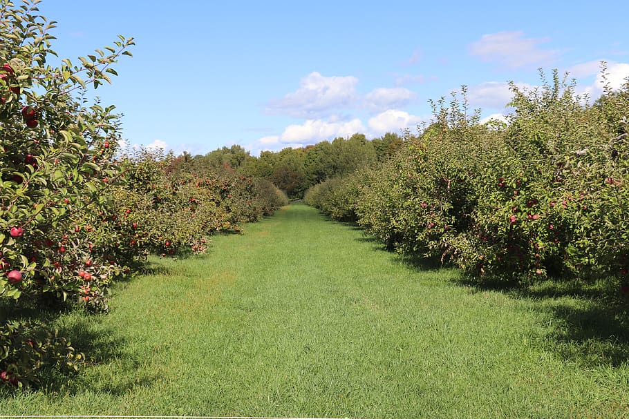 sky, clouds, trees, landscape, apples, orchard, plant, growth HD wallpaper