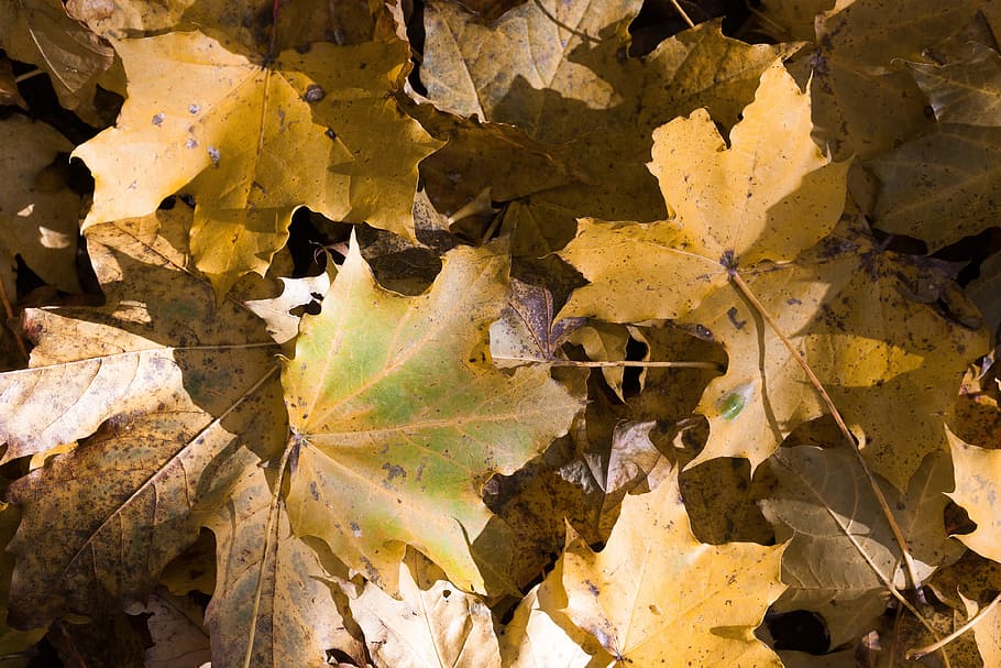 maple, autumn, leaf, yellow, green, brown, leaves, coloring HD wallpaper