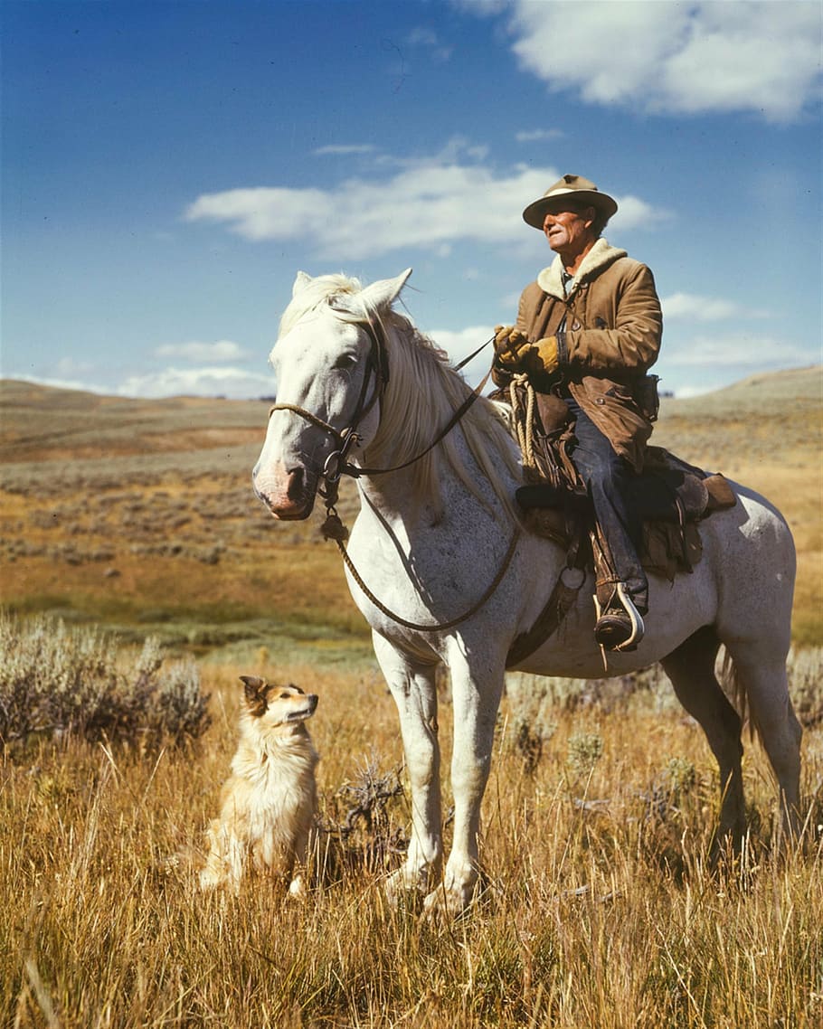 man in brown jacket riding on white horse, farmer, shepherd HD wallpaper