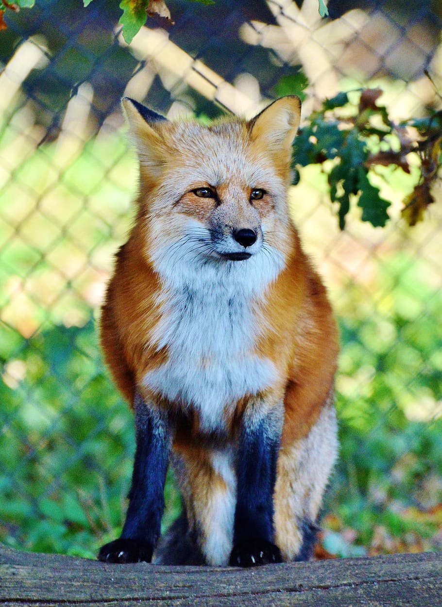 brown and white fox, fuchs, red fox, predator, reddish fur HD wallpaper