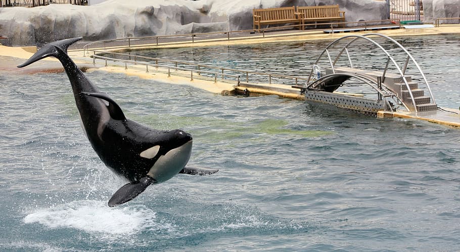 Orc, Acrobatics, Marineland, water, animal wildlife, splashing HD wallpaper