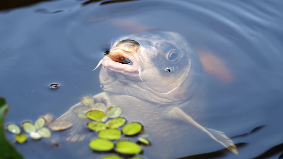 white fish on body of water, carp, koi, pond, water surface, koi carp, HD wallpaper