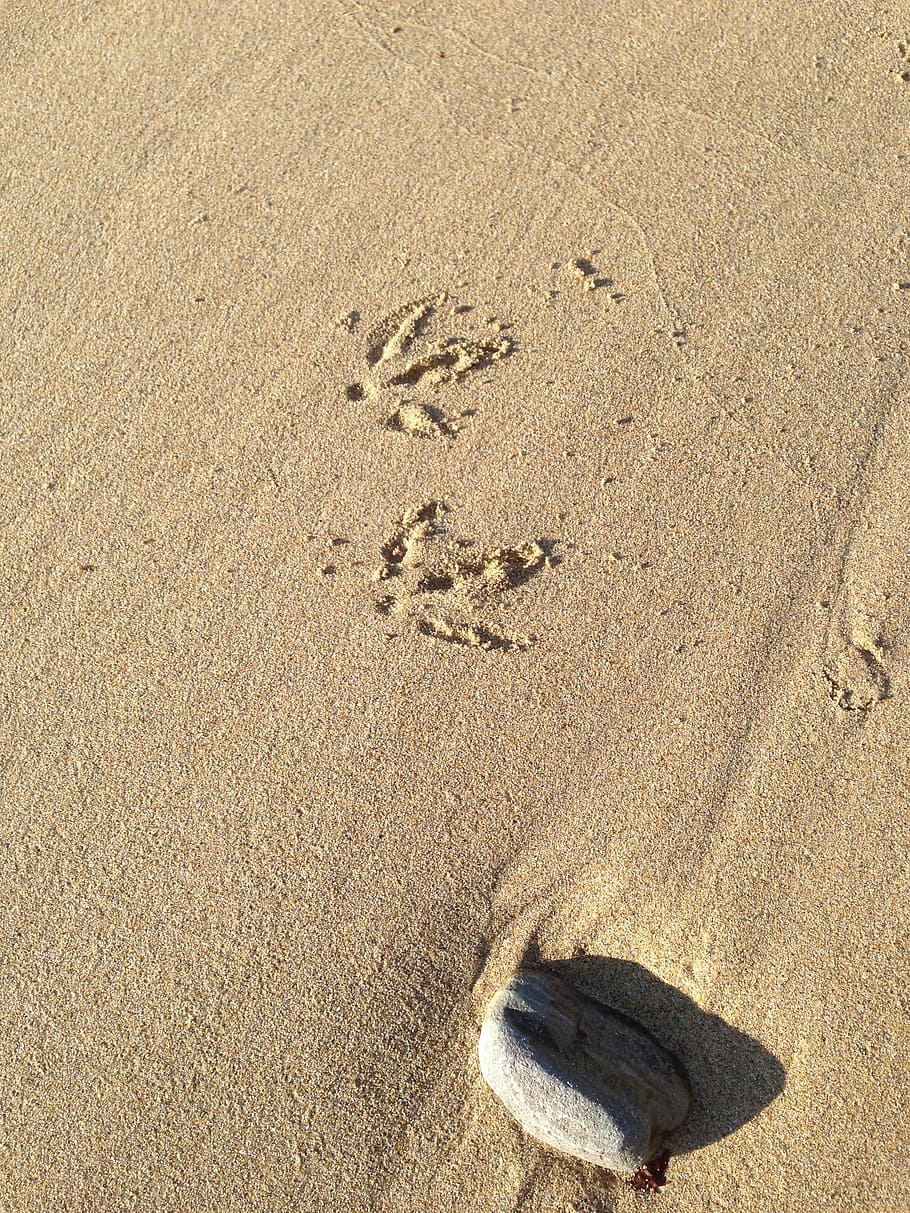 bird, steps, sand, nature, animal, footprint, wildlife, land HD wallpaper