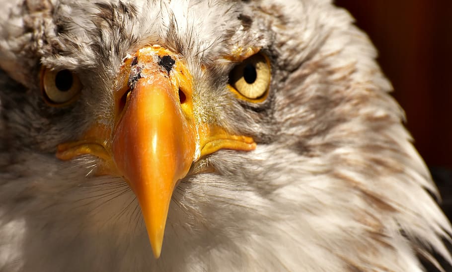 close-up photo of white eagle, adler, bald eagle, bird, raptor HD wallpaper